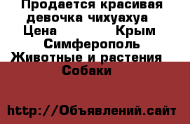Продается красивая девочка чихуахуа › Цена ­ 15 000 - Крым, Симферополь Животные и растения » Собаки   